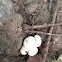 Mushrooms (White)