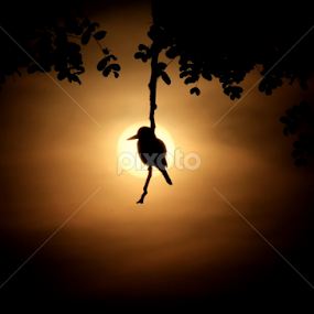 White-throated Kingfisher by Jahed Hossain - Animals Birds