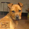 Pitbull dogs Live Wallpaper icon