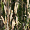 Bristly Foxtail