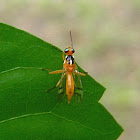 wasp-mimic fly
