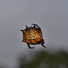 Box Kite Spider