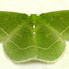 White-Fringed Emerald Moth