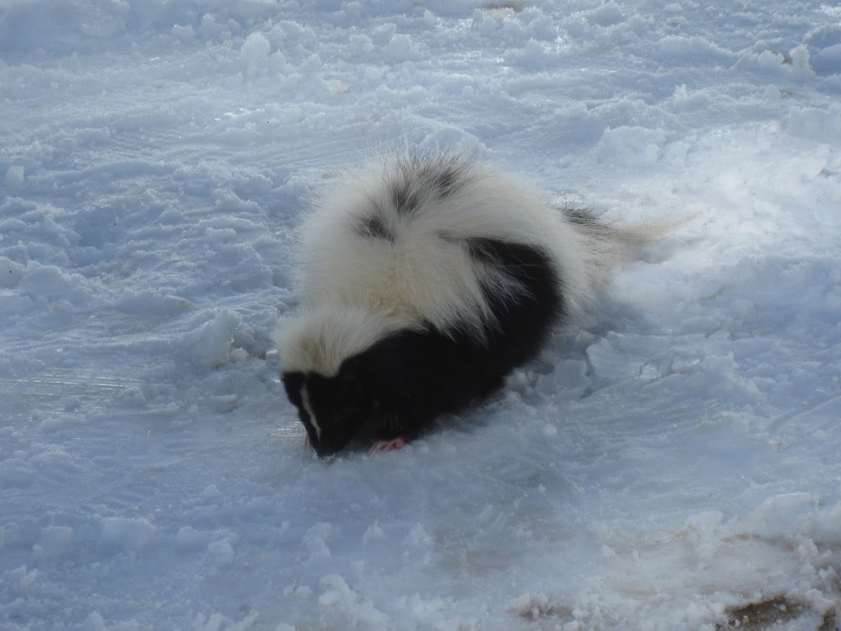 Striped skunk