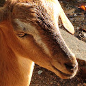 Indian goat