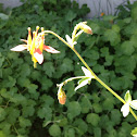 Western columbine