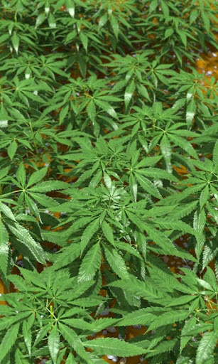 無料个人化AppのGanja Free|記事Game