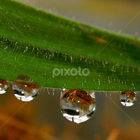 by Tim Bennett - Nature Up Close Leaves & Grasses