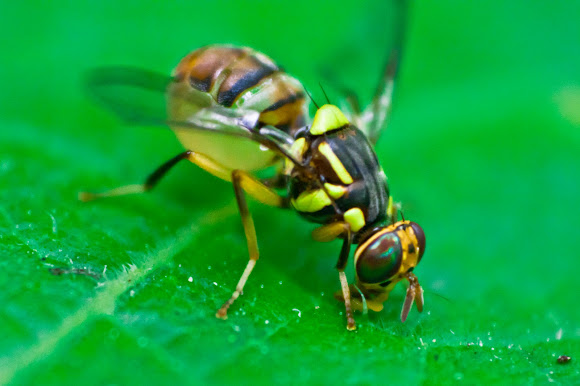 13+ Papaya Fruit Fly Control Background