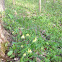 Large-flowered Bellwort