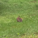 Eastern Cottontail