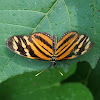 Isabella's Longwing