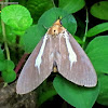 Snouted Tiger Moth