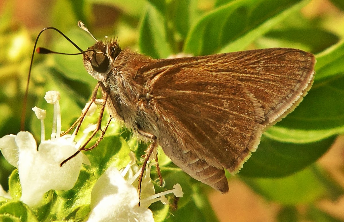 Skipper (butterfly)