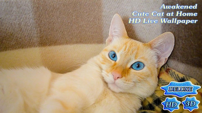 Awakened Cute Cat at Home Screen 2