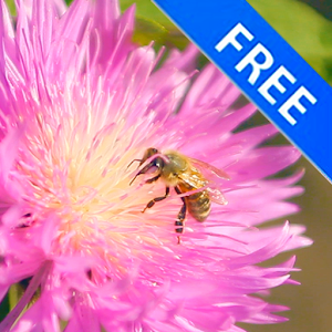 3D Bee on a Clover Flower Free 1.4.1