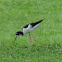 Black-necked Stilt, Ae'o