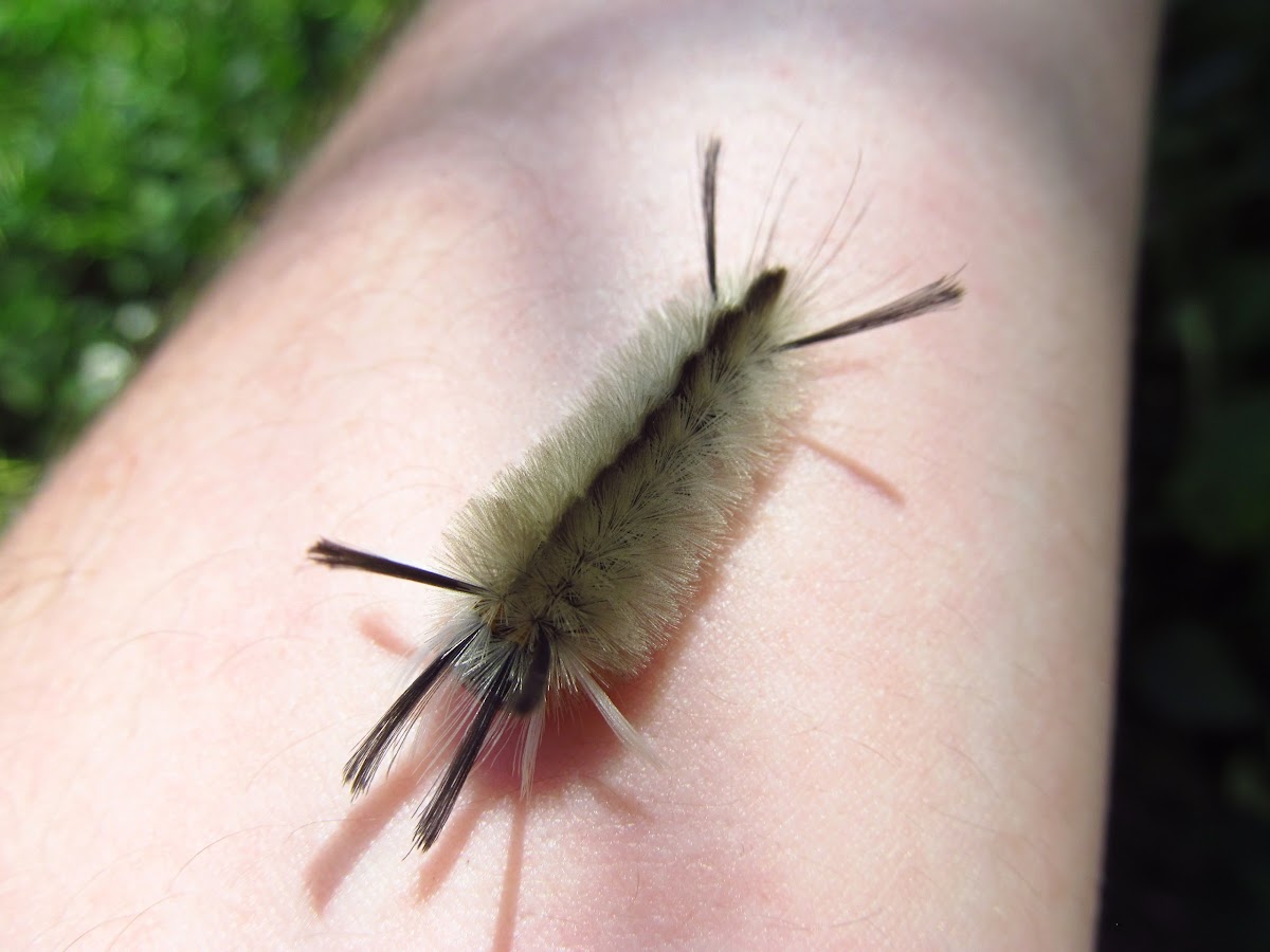 Banded Tussock Moth