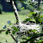 Double crested cormorants nesting