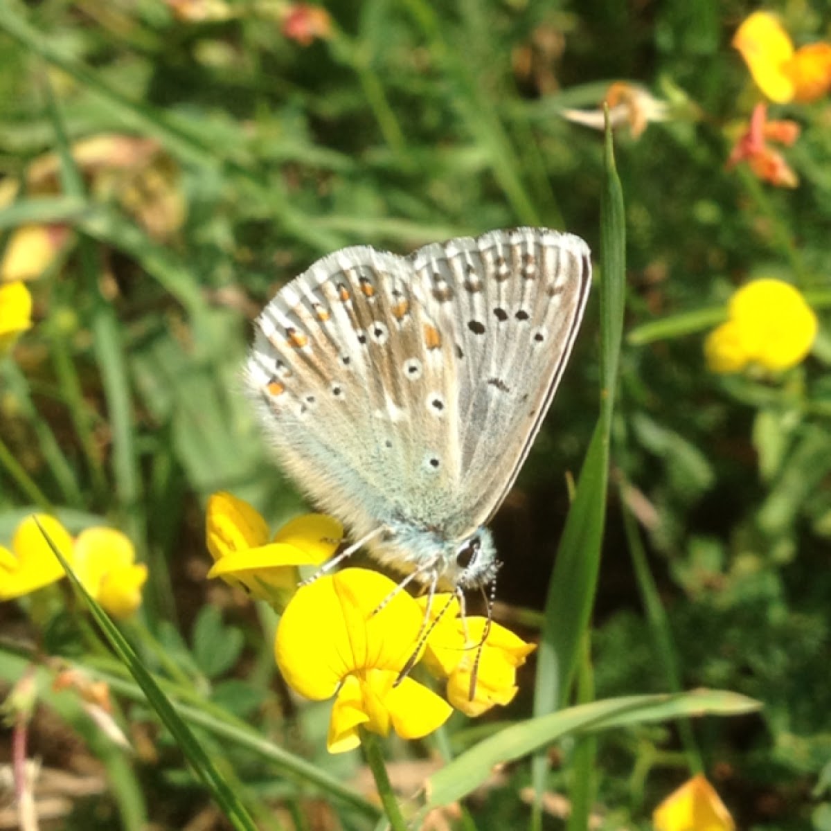 Common Blue - Icaro