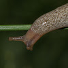 African Banana Slug