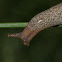 African Banana Slug