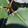 Cottonwood Leaf Beetle