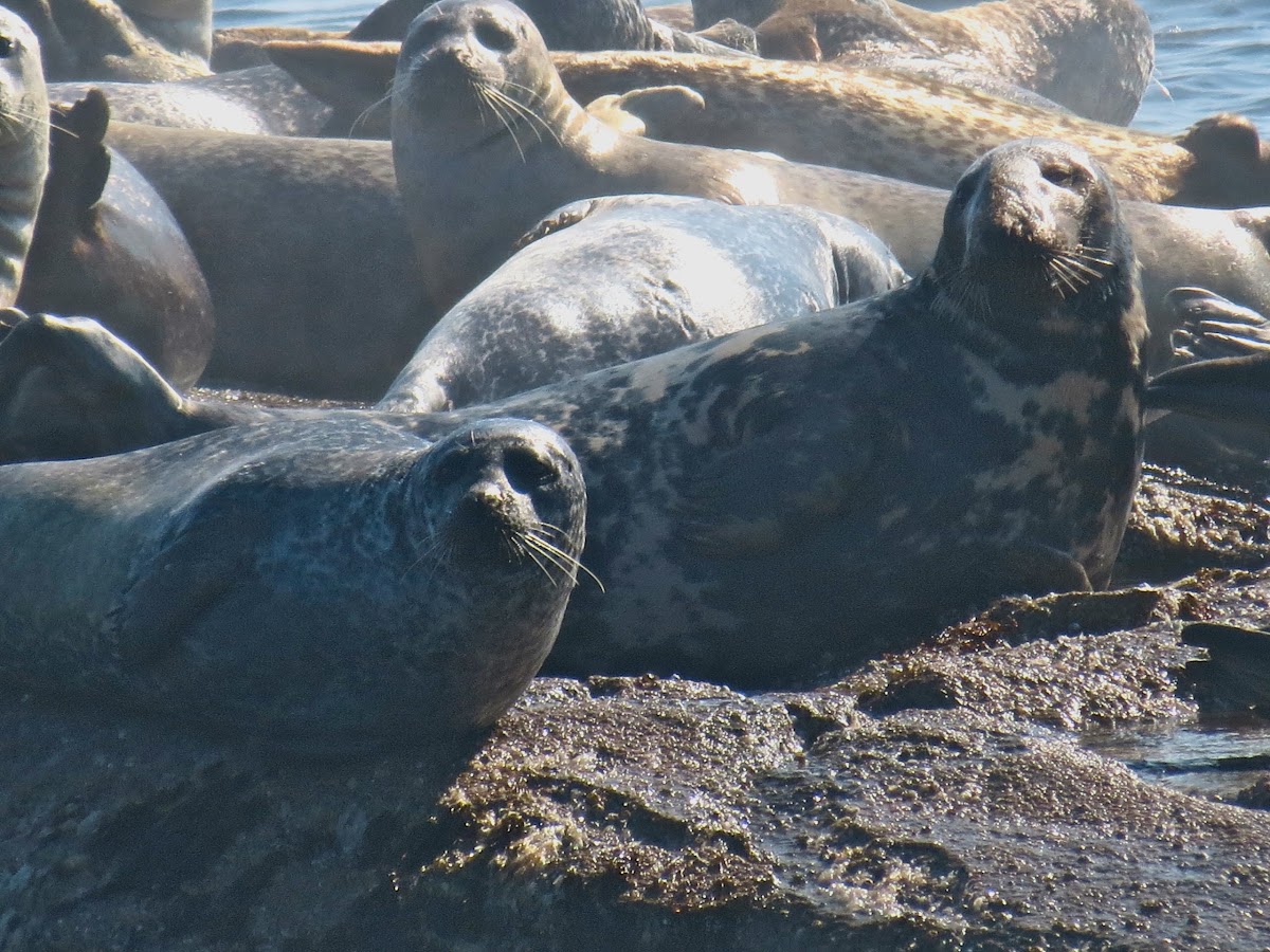 Harbor Seal (and Grey Seal)