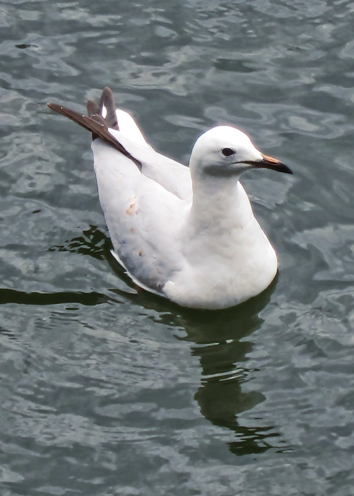 Silver Gull (1st year)