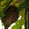 Tarsier