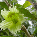 Flower from the Higüera tree