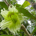 Flower from the Higüera tree