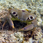 Spotted Reef Crab aka 7-11 Crab, 'Alakuma