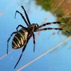Wasp Spider ♀