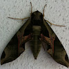 Pandorus Sphinx moth