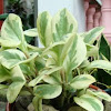 Variegated Baby Rubber Plant