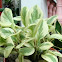 Variegated Baby Rubber Plant