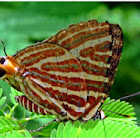 Long-Banded Silverline