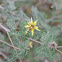 Yellow Flowered Dalea