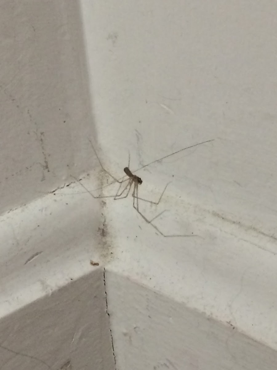 Long-bodied Cellar spider