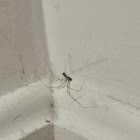 Long-bodied Cellar spider
