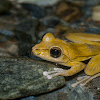 Robust Buerger's frog