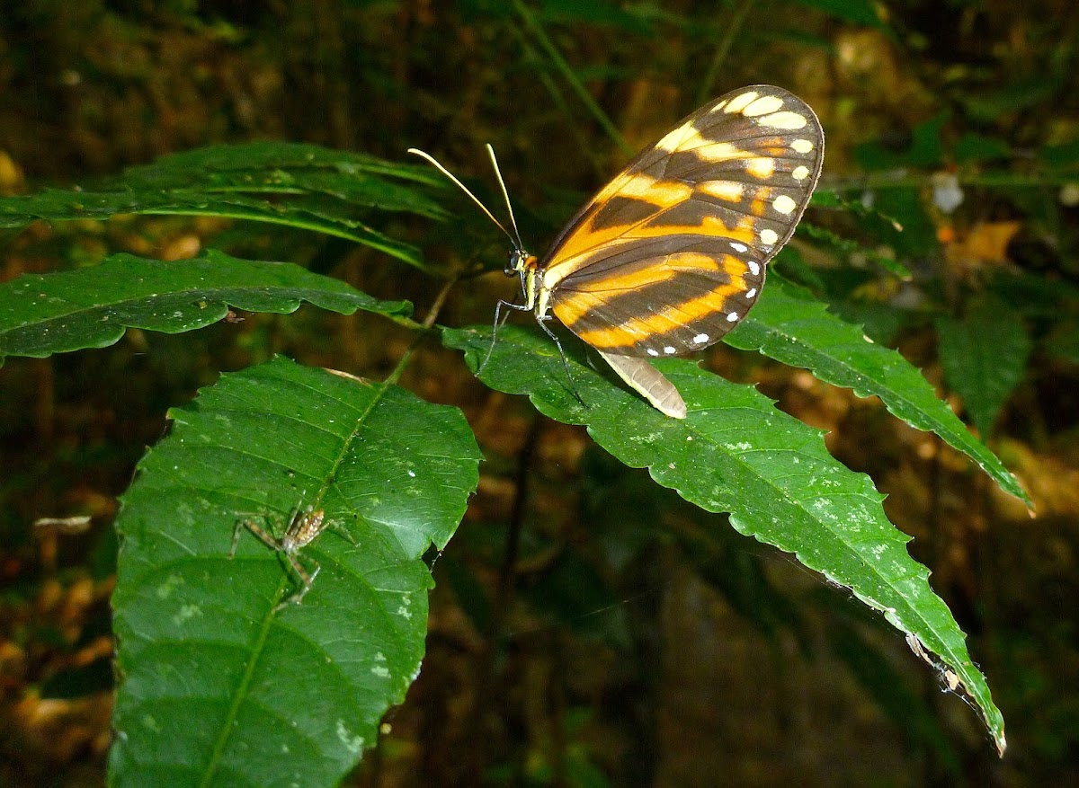 Heliconid Mimicry Complex - 3: Round-spotted Ticlear