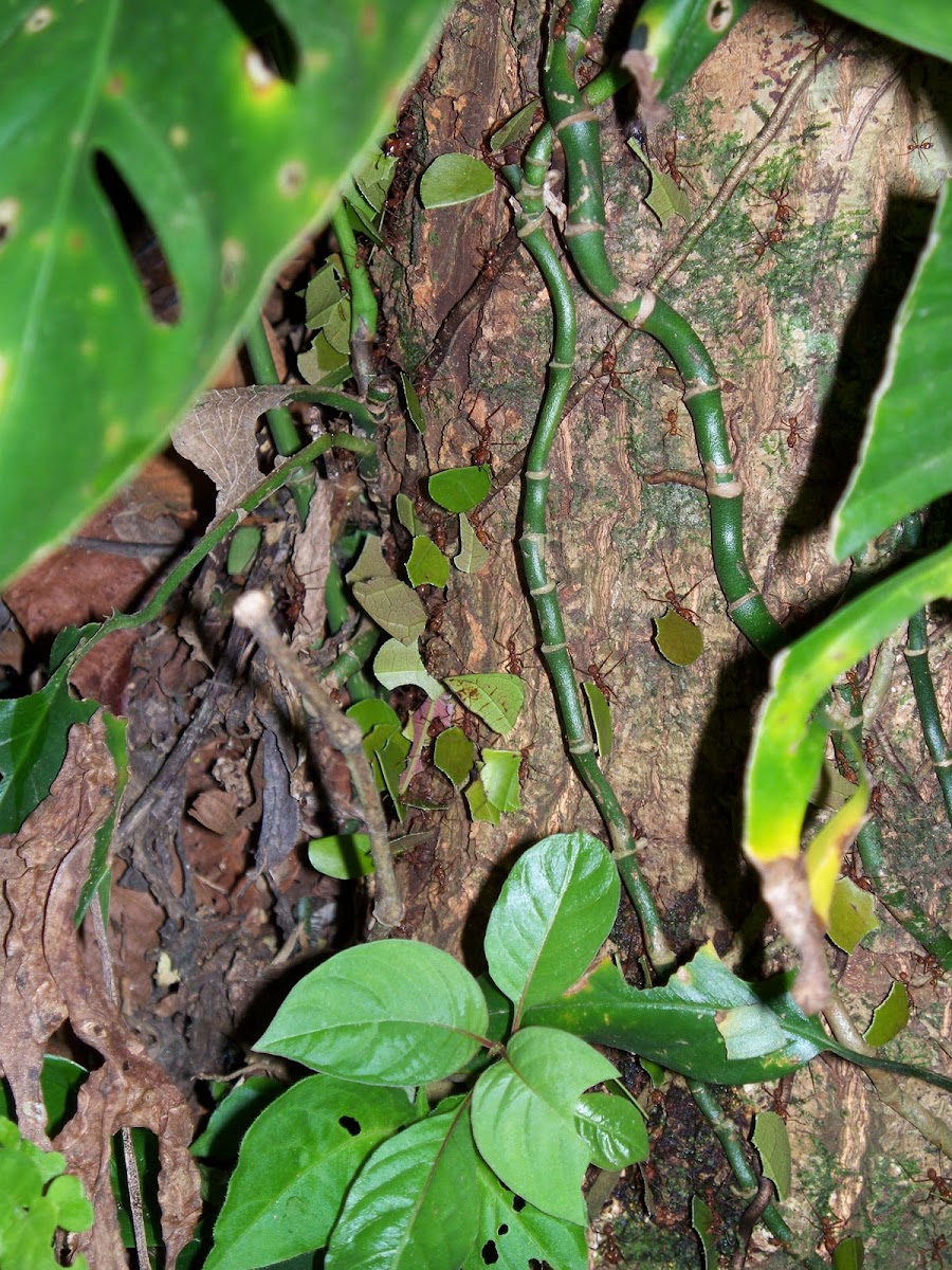 Leaf-Cutter Ants