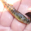 Snubnose Darter