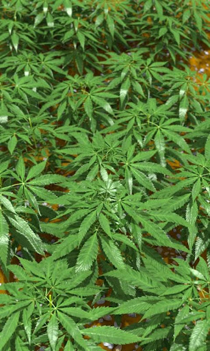 無料个人化AppのGanja Free|記事Game