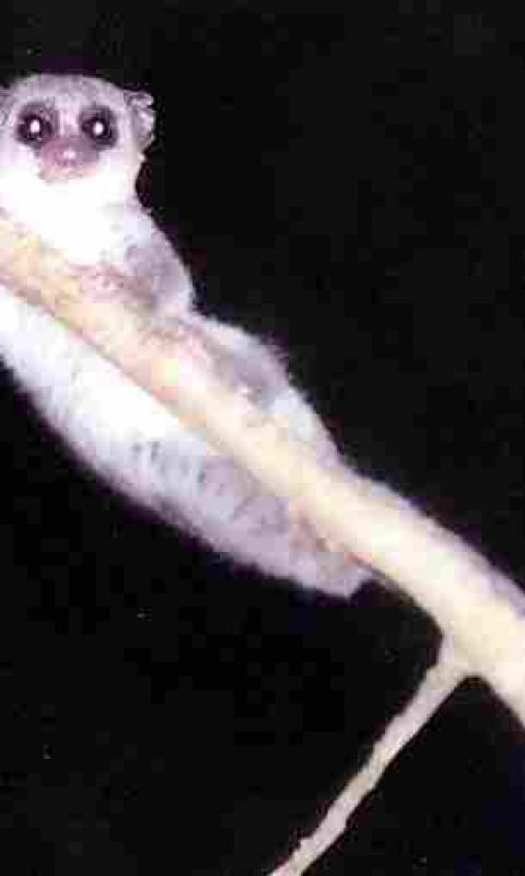 Primate Species Screen 3