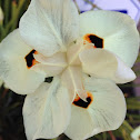 African iris