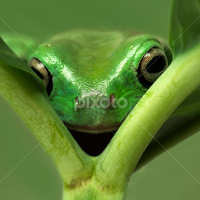 i see you by Robert  Fly - Animals Amphibians