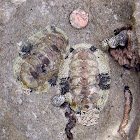 Chiton fossils